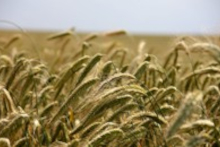 Feld