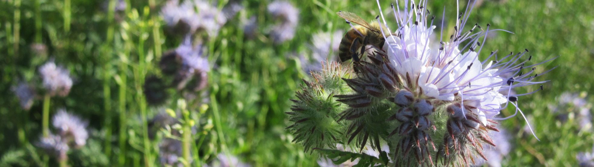 Phacelia_mit_Biene